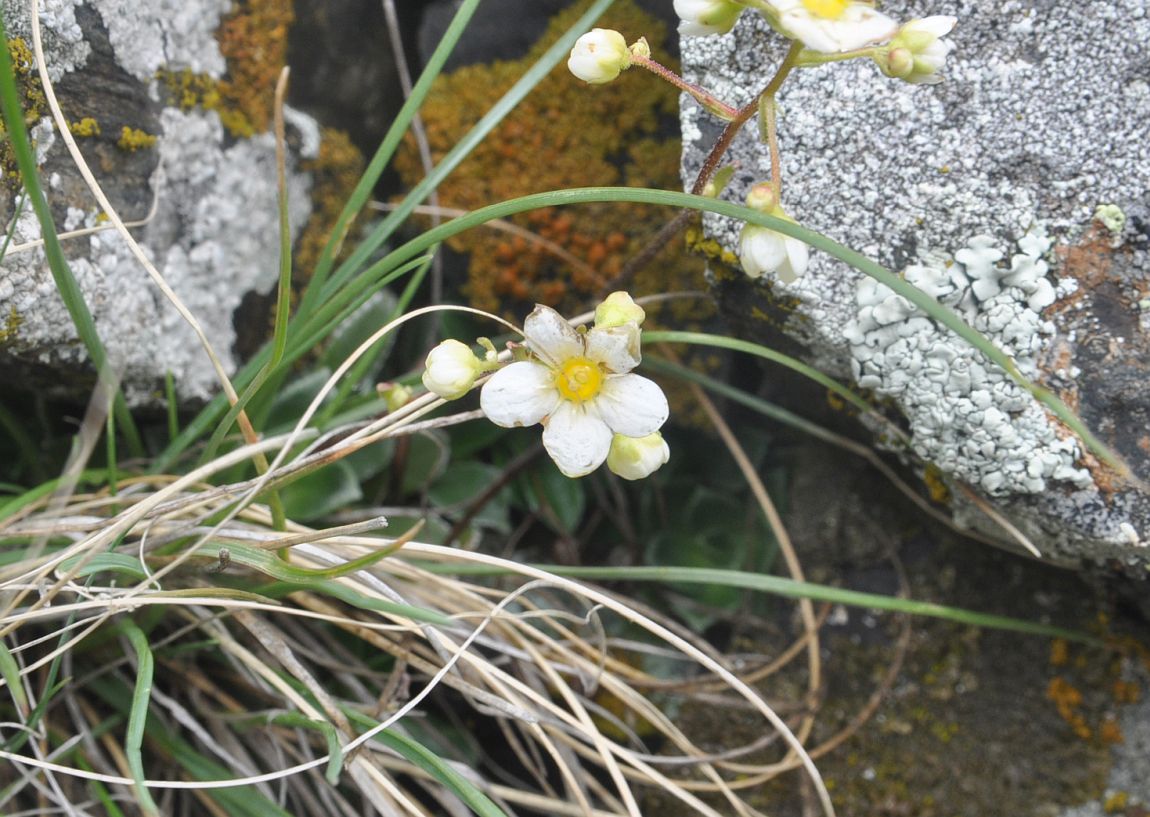 Изображение особи Saxifraga cartilaginea.