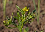 Ranunculus sceleratus