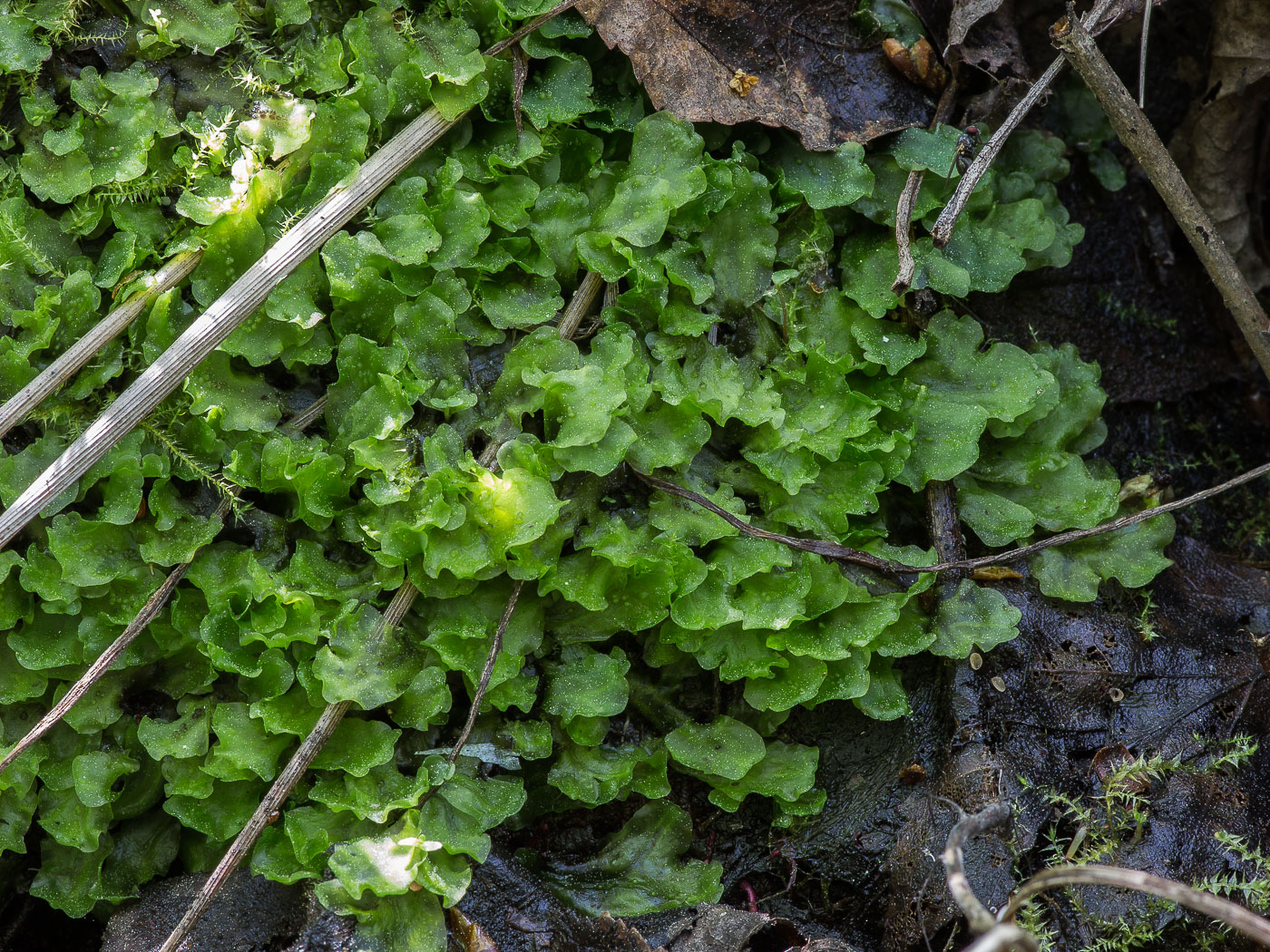 Изображение особи Blasia pusilla.