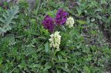 Dactylorhiza romana подвид georgica. Цветущие растения. Грузия, Боржоми-Харагаульский национальный парк, маршрут №1; гора Ломис-Мта, ≈ 2050 м н.у.м., предвершинный пастбищный луг. 25.05.2018.