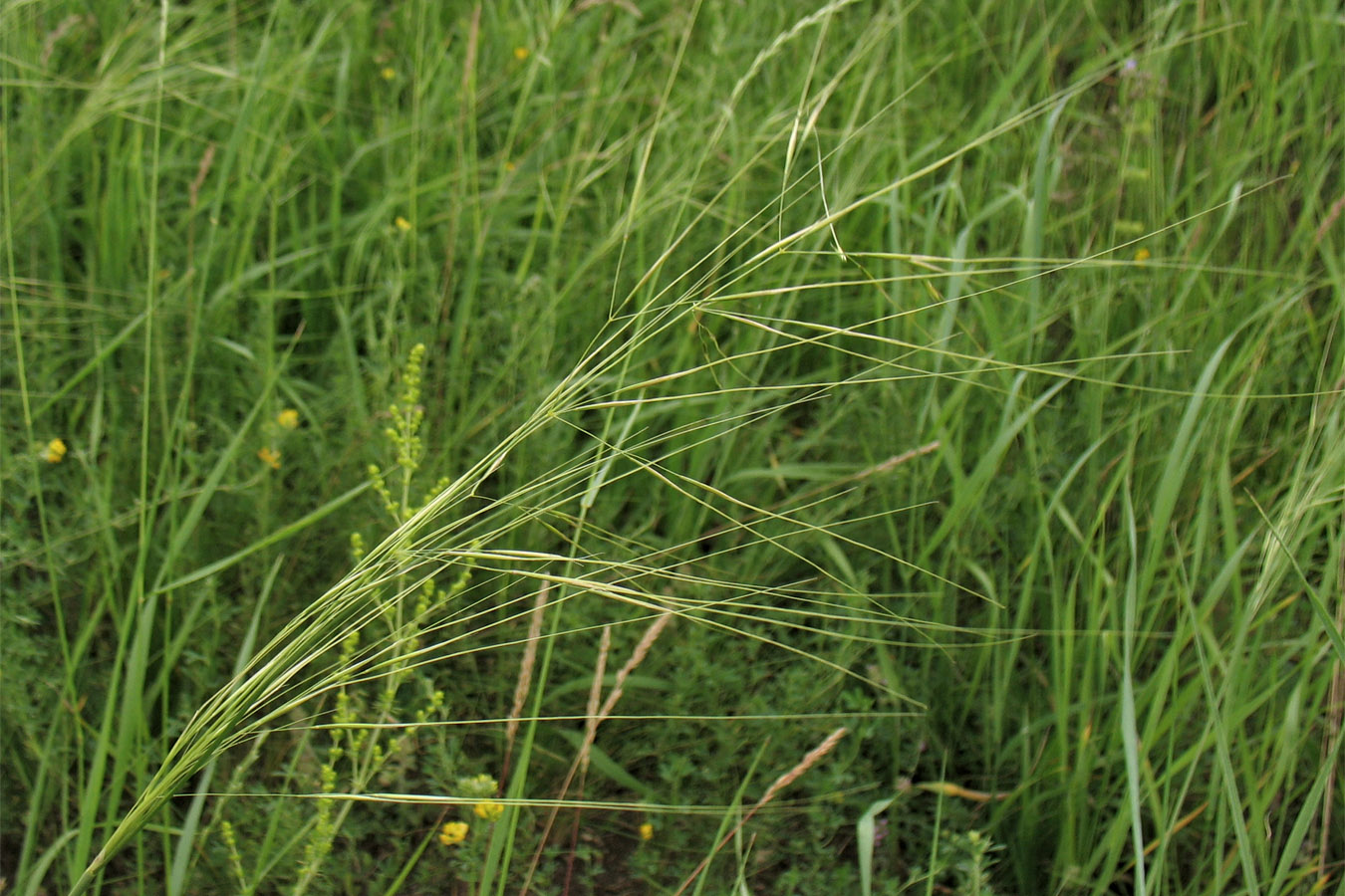 Изображение особи Stipa capillata.