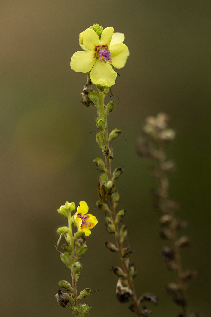 Изображение особи Verbascum pyramidatum.