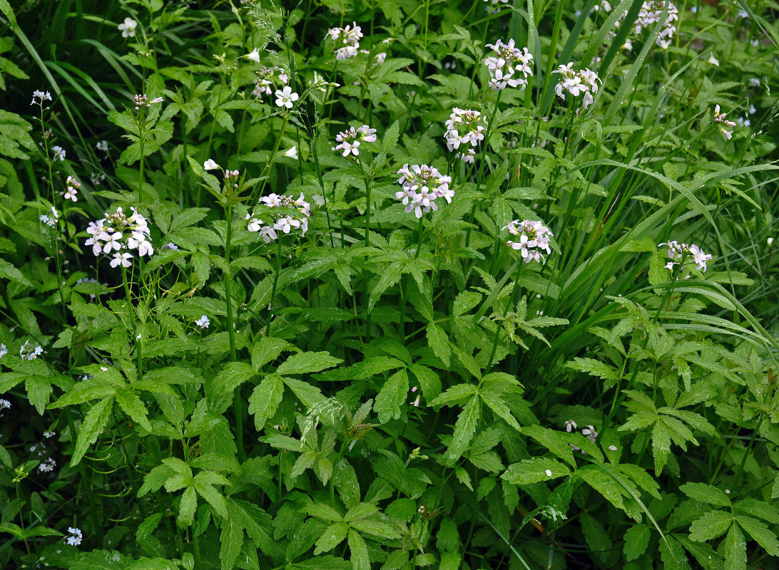 Изображение особи Cardamine macrophylla.