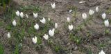 Crocus vernus