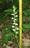 Cephalanthera epipactoides