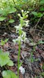 Platanthera metabifolia