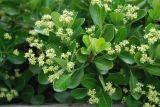 Euonymus japonicus. Ветвь с соцветиями. Италия, Римини. 19.06.2010.