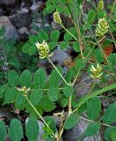 Astragalus glycyphyllos. Часть побега с распускающимися и распустившимися соцветиями. Сербия, национальный парк Тара, плоскогорье Равна Тара, опушка смешанного леса, каменистый склон. 08.07.2019.