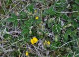 Potentilla nivea