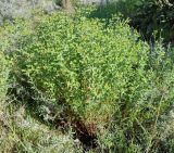 Euphorbia terracina