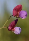 Lathyrus clymenum