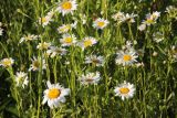 Leucanthemum vulgare. Верхушки побегов с соцветиями. Калужская обл., Боровский р-н, окр. дер. Чёлохово, высота 200 м н.у.м, сенокосный луг на старой залежи. 22 июня 2020 г.