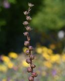 Chasmanthe floribunda
