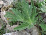 Heracleum leskovii