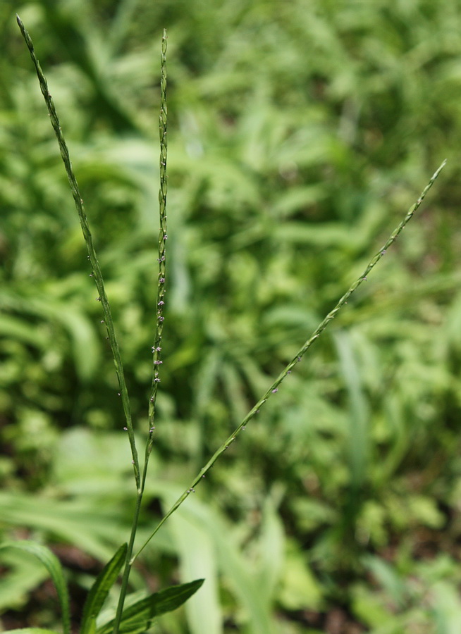 Изображение особи Digitaria sanguinalis.