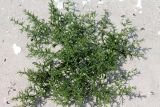 Salsola tragus. Вегетирующее растение. Казахстан, г. Актау, песчаный берег моря. 30 июня 2021 г.