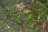 Sedum sarmentosum