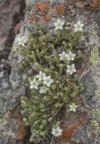 Minuartia inamoena. Цветущее растение. Кабардино-Балкария, Зольский р-н, левый борт долины р. Малка напротив ур. Джилы-су, ок. 2400 м н.у.м., щебнистый склон с выходами скал. 12.07.2022.