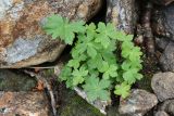 Trollius europaeus. Вегетирующее растение. Мурманская обл., Кольский р-н, долина р. Юринга ниже моста по дороге на Рыбачий п-ов, пойма, каменная россыпь на берегу реки. 02.08.2022.