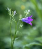 Campanula patula. Цветок. Ярославская обл., г. Переславль-Залесский, дендрологический парк им. С. Ф. Харитонова, разнотравный луг. 12.06.2022.