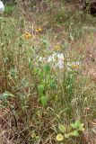 Heliopsis helianthoides