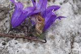 Campanula collina