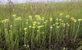 Helichrysum arenarium