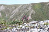 Castilleja arctica