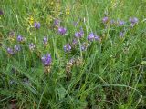 Astragalus danicus