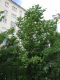 Alnus hirsuta. Вегетирующее дерево. Магаданская обл., г. Магадан, палисадник, в озеленении. 11.07.2023.