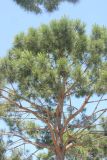 Pinus pinea. Крона дерева. Краснодарский край, г. Краснодар, Парк Галицкого, в культуре. 8 июня 2023 г.