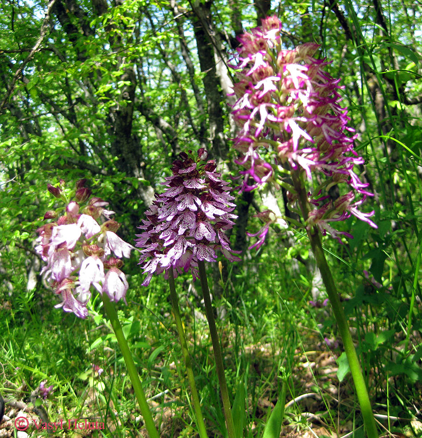 Изображение особи Orchis &times; angusticruris.