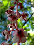 Pyrola incarnata. Цветки. Республика Саха (Якутия), Томпонский р-н, окрестности села Кескил. 25.06.2012.