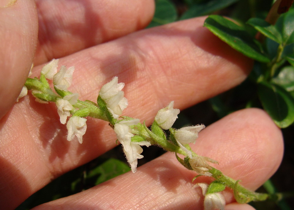 Изображение особи Goodyera repens.