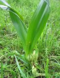 Colchicum autumnale