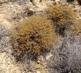 Fagonia mollis. Сухие растения в год абсолютной засухи. Израиль, нагорье Негев, кратер Рамон. 03.03.2009.