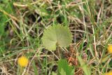 Ranunculus monophyllus