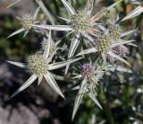 Eryngium variifolium