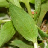 Linum pubescens