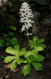 Rodgersia aesculifolia