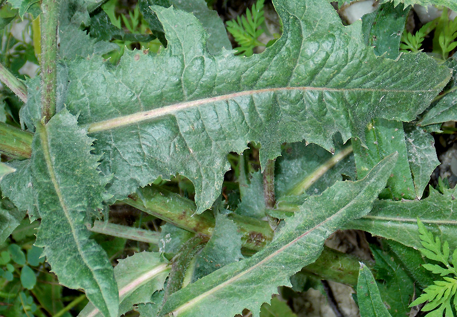 Image of Cichorium intybus specimen.