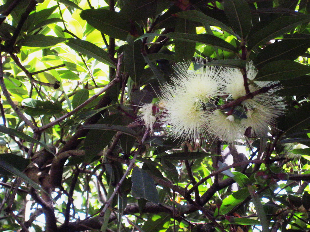 Image of Syzygium jambos specimen.