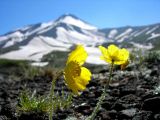 Papaver microcarpum. Цветки. Камчатский край, Елизовский р-н, подножье Авачинского вулкана, горная тундра, 900 м н.у.м.