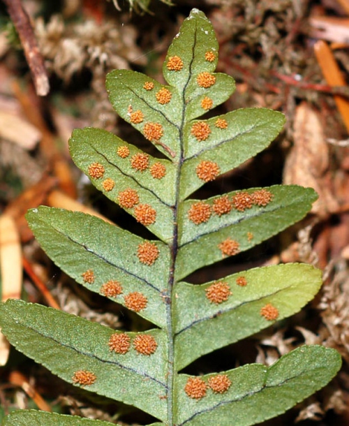 Изображение особи Polypodium sibiricum.