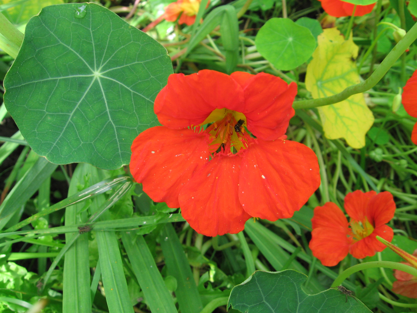 Изображение особи Tropaeolum majus.