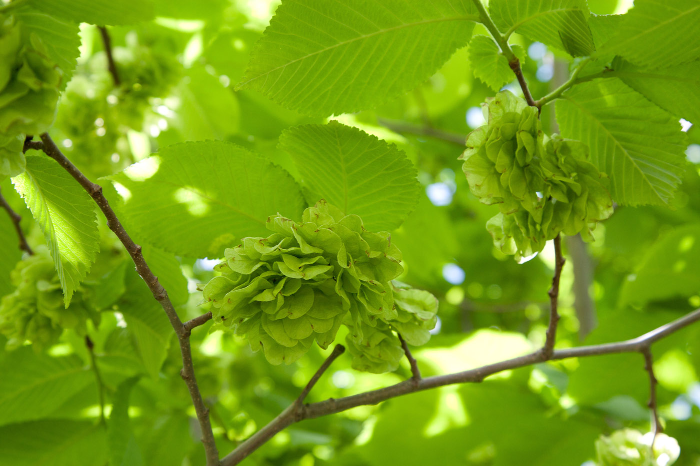 Изображение особи Ulmus glabra.