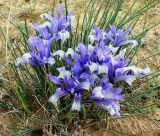 Iris tenuifolia