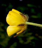 Ranunculus aleae