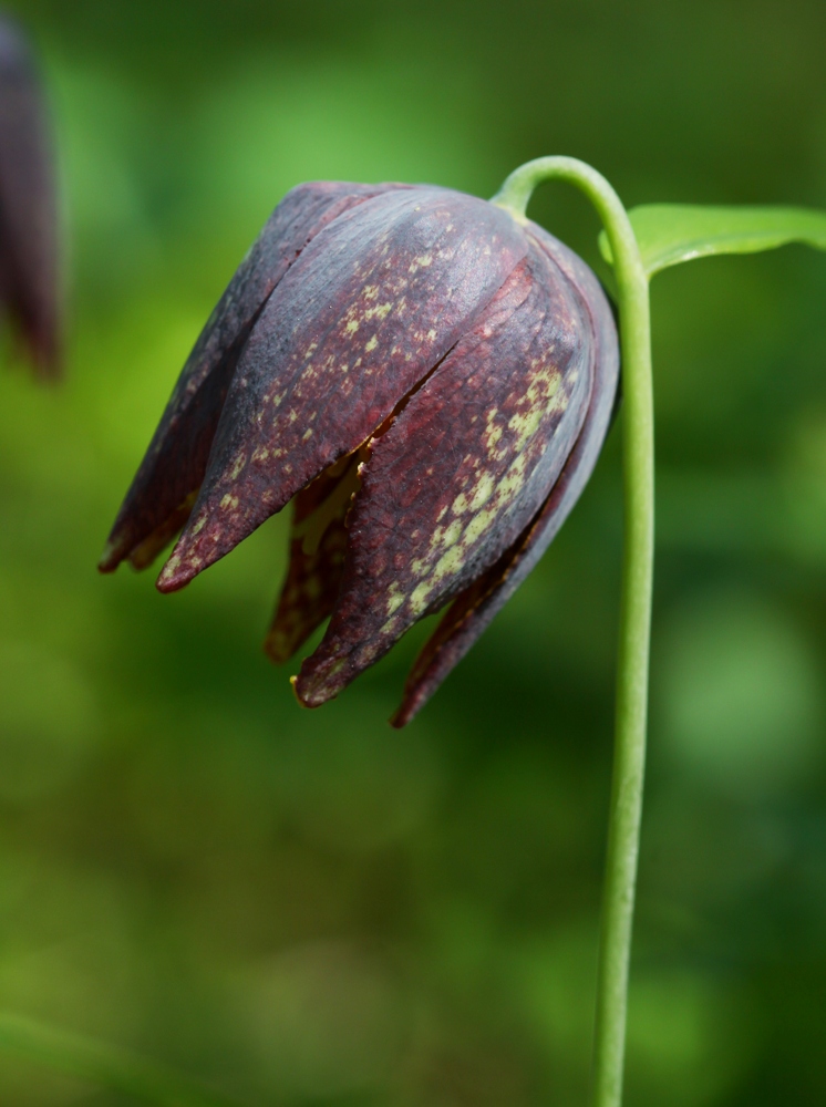 Изображение особи Fritillaria maximowiczii.