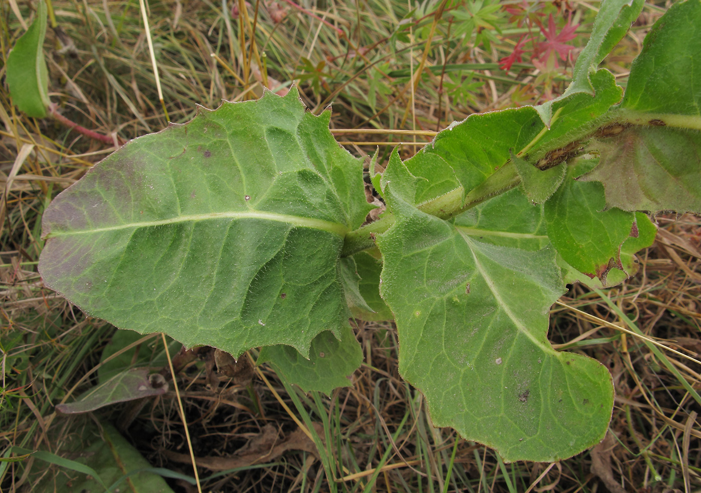 Image of Crepis pannonica specimen.